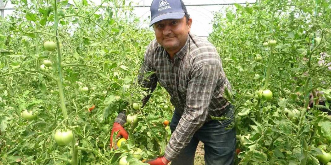 Yağışlar verimi etkiledi, hasat başladı! Kilosu 60 TL’den satılıyor 2